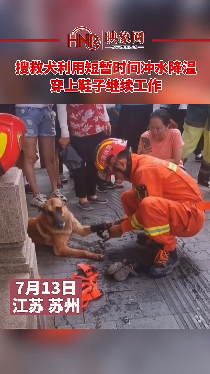 搜救犬利用短暂时间冲水降温，穿上鞋子继续工作