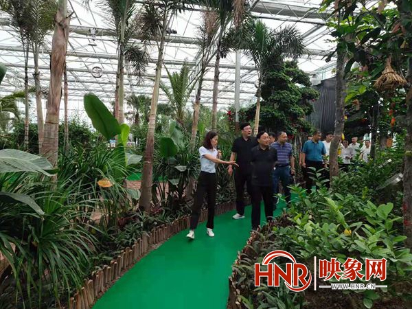 省农发行考察团调研宝丰县珍稀菌扶贫开发项目