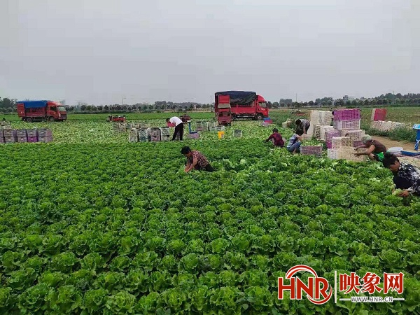 南阳青华镇：“小生菜”种出富民“大产业”