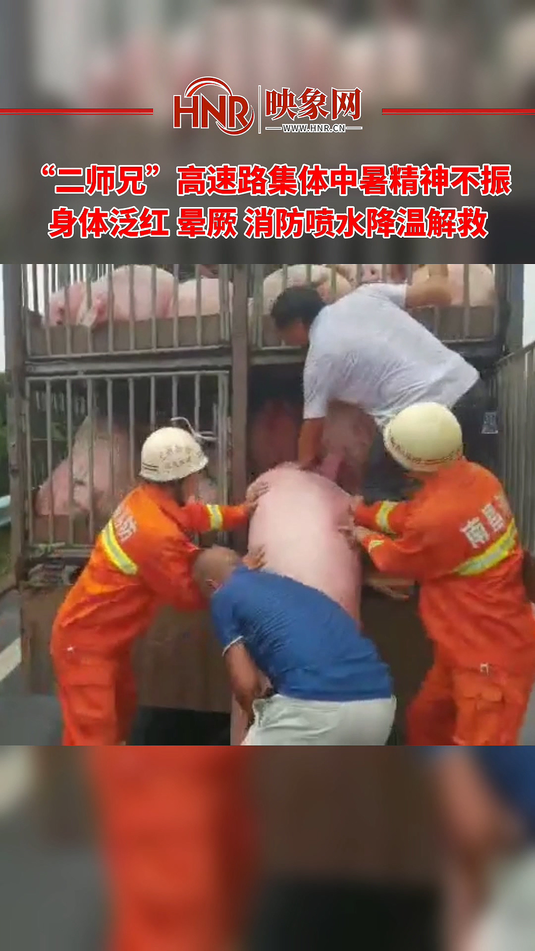 “二师兄”高速路集体中暑精神不振 身体泛红 有的已经晕厥 消防喷水降温救援