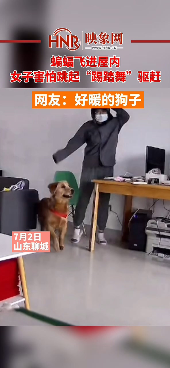 哭笑不得！ #蝙蝠从窗外飞进屋，女子跳“踢踏舞”驱赶