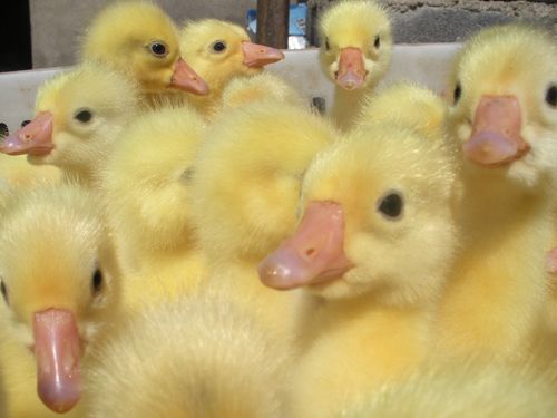 禹州市鹅苗孵出新生活