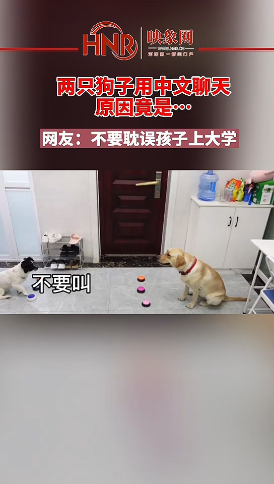 两只狗子用中文聊天，原因竟是......网友：不要耽误孩子上大学
