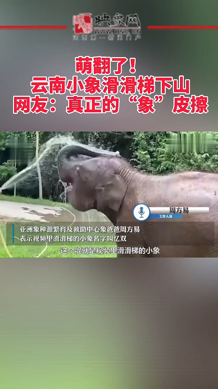 萌翻了！云南小象滑滑梯下山，网友：真正的“象”皮擦