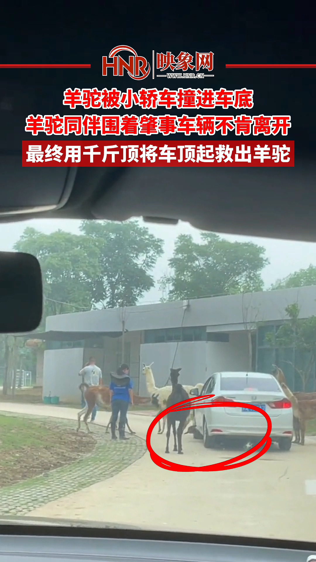 羊驼被小轿车撞进车底   羊驼同伴围着不肯离开