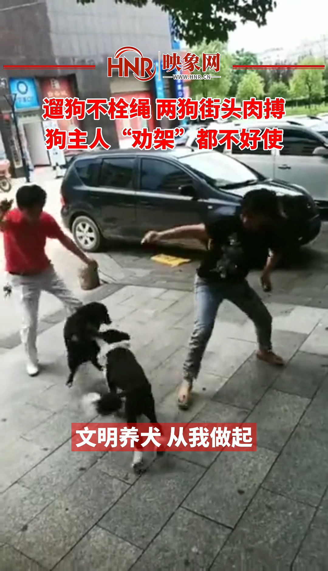 遛狗不栓绳 两狗街头肉搏 狗主人“劝架”都不好使