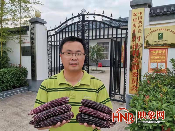 驻马店泌阳：黑玉米成“网红” 助力乡村振兴