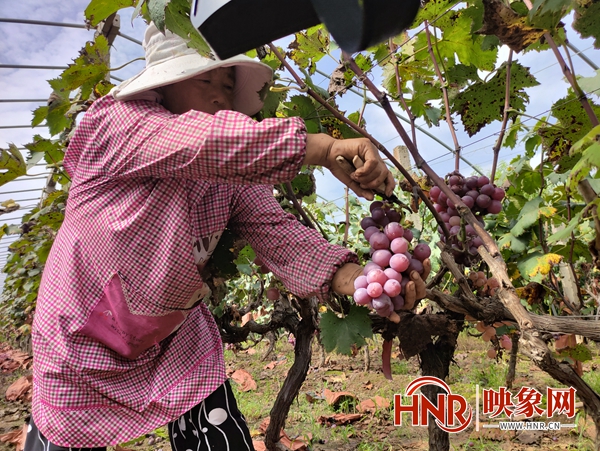宝丰县多举并措助力果农销售葡萄