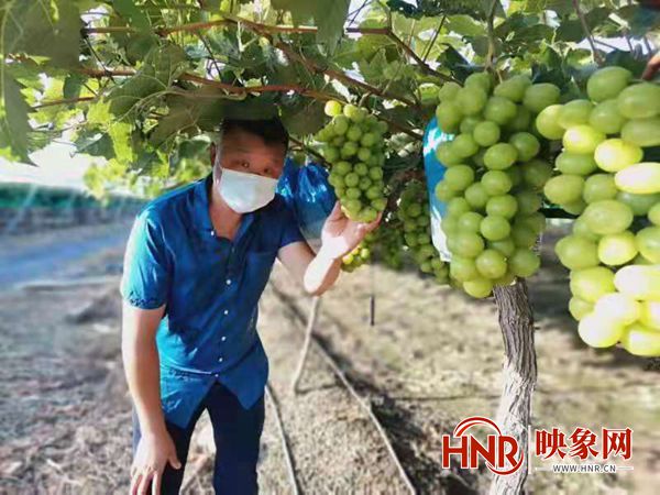 许昌蒋李集镇葡萄产业鼓起农民“钱袋子”