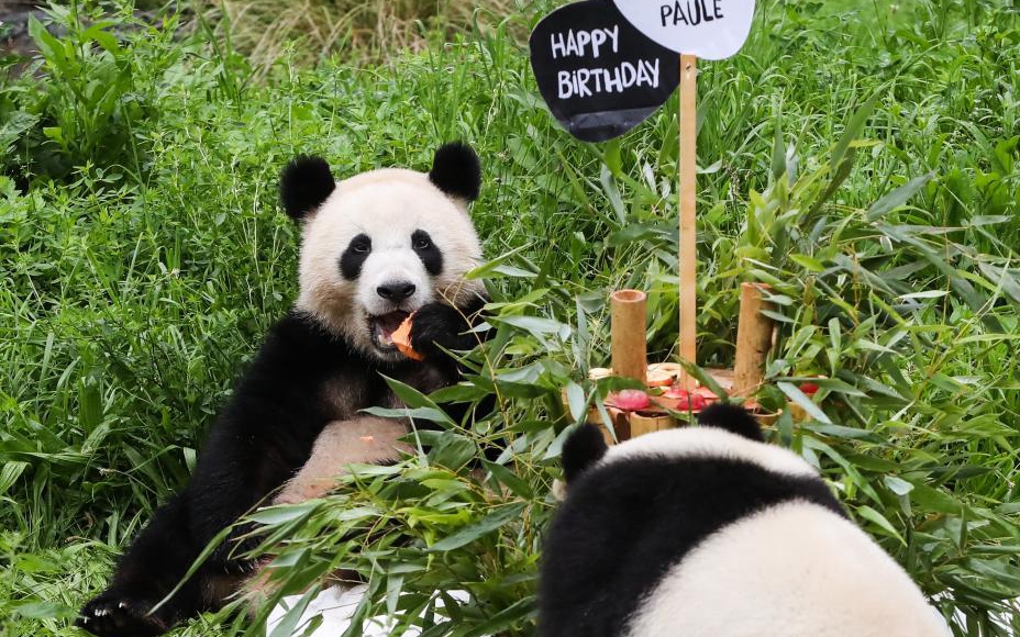柏林动物园为德国出生大熊猫双胞胎庆祝生日