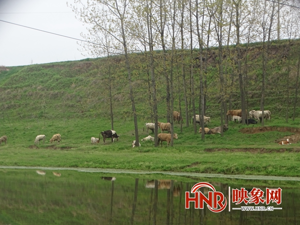 汝南县常兴镇：以水兴农 “水经济”成绿色发展的新名片