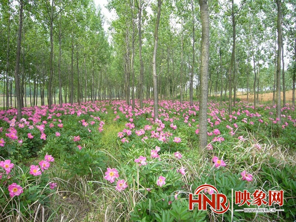 南阳桐柏县：全力推动林下经济发展 助力农民增收