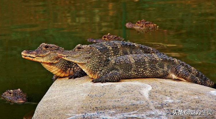 "中国淡水鱼之王"长江白鲟宣布灭绝-大象网