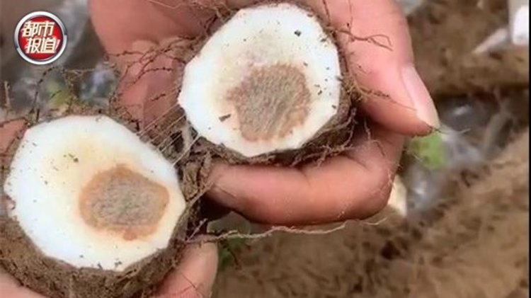谁干的疑被投除草剂近百亩山药绝产农户欲哭无泪