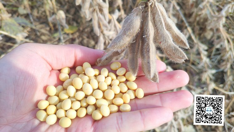 大豆中黄301庄稼地里的实至名归