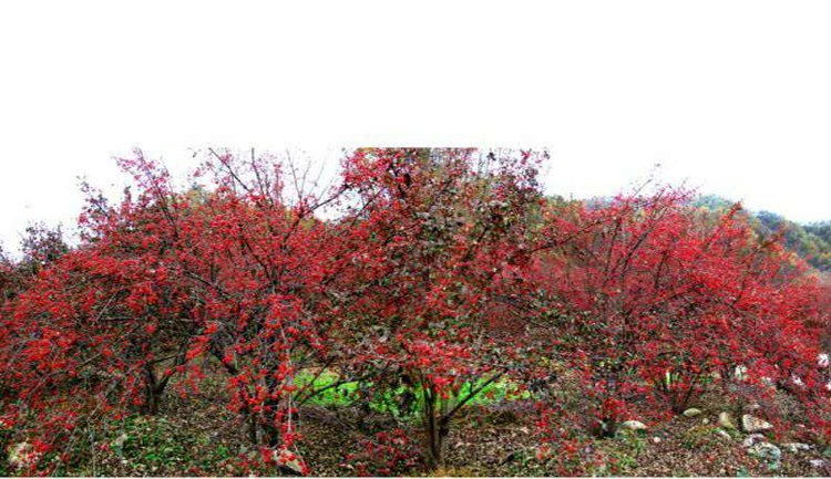 西峡县是全国最大的优质山茱萸生产基地,种植面积达22万亩,年产量达