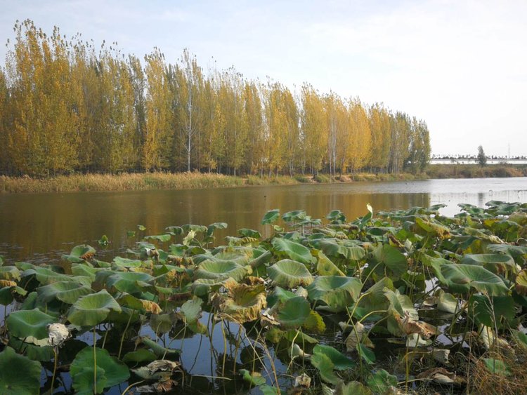 河南长葛双洎河国家湿地公园秋景美如画
