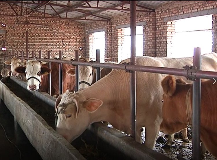 河南滑县王大亮养牛走出致富路