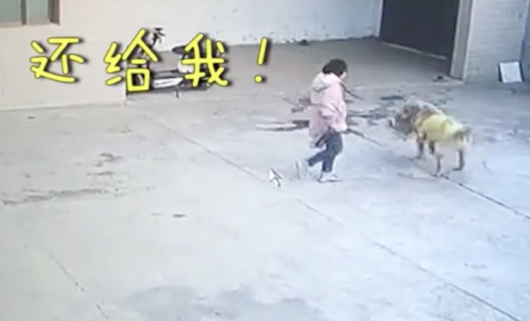 “爸 我书包被狗叼走了” 女孩回家写作业 被家中狗子一口叼走书包