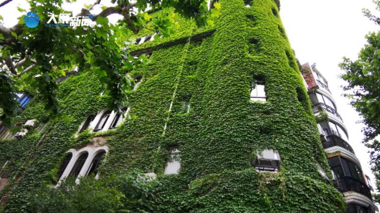 美翻了上海有座网绿楼被爬山虎包裹绿意盎然
