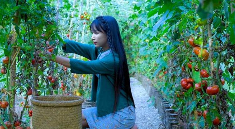 大象下午茶李子柒被跨国碰瓷如何讲好中国故事