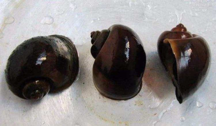 福寿螺疯狂入侵洱海官方回应网友可以吃吗