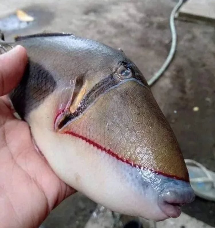 据《国家地理》引用专家的话称,这条鱼或属炮弹鱼