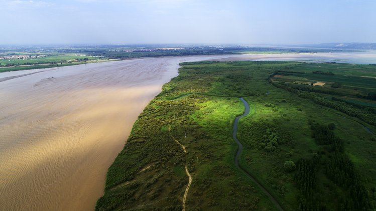 河南孟津黄河湿地里来了新朋友