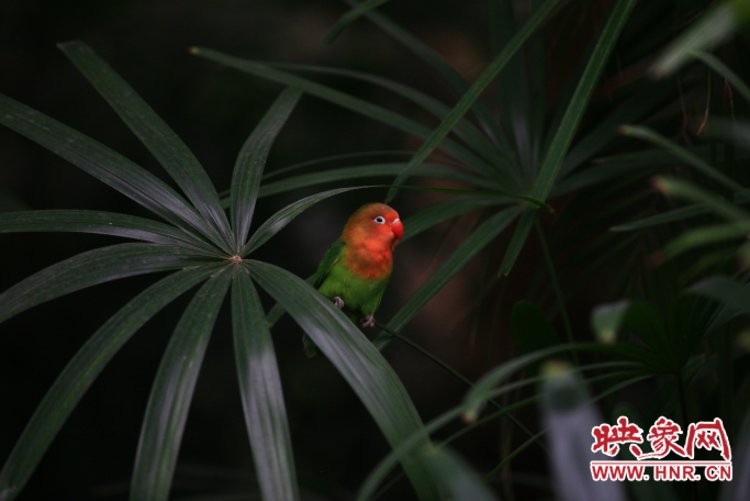 热热闹闹过新年！ 郑州市动物园万只鹦鹉等您来