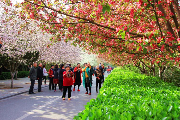 海棠盆景展诗词展文化展图片展科普展郑州海棠文化节来喽