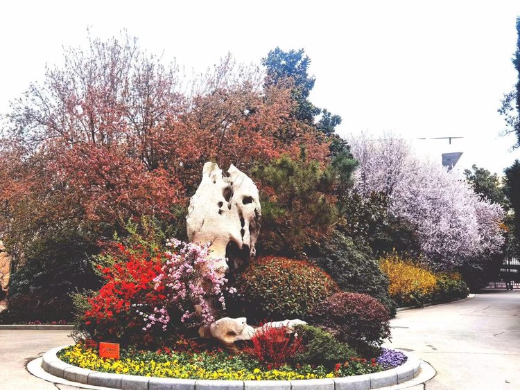 郑州碧沙岗公园海棠节图片