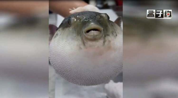 河豚真的值得你拼死去吃 不要再冒险了