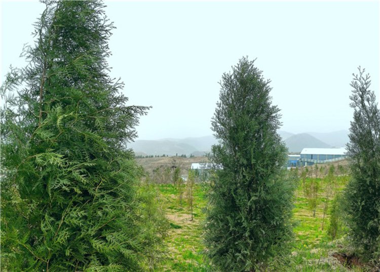 灰色矿山绿色蝶变登封加快生态修复让绿色成为矿山底色