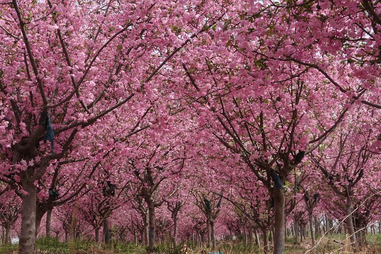 河南鹤壁樱花大道花满蹊