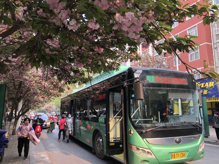 郑州最美公交站迎来最美樱花季