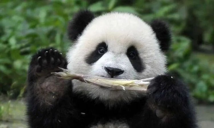 大象文旅志愿者招募这个夏天一起来撸熊猫吧