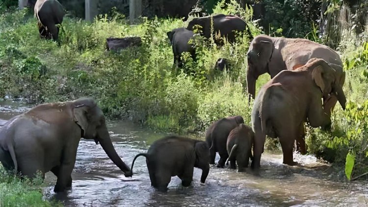 "守象人"彻夜蹲守 -大象网