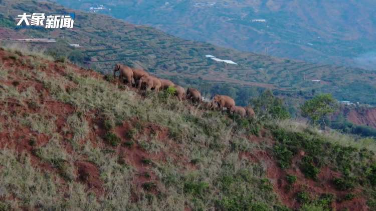 在玉溪大龙潭乡"打转",亚洲象在国际社交媒体平台"吸粉"无数 -大象网