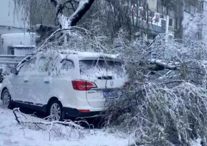 一夜暴雪，多辆汽车街头被树木砸伤，保险公司赔吗？